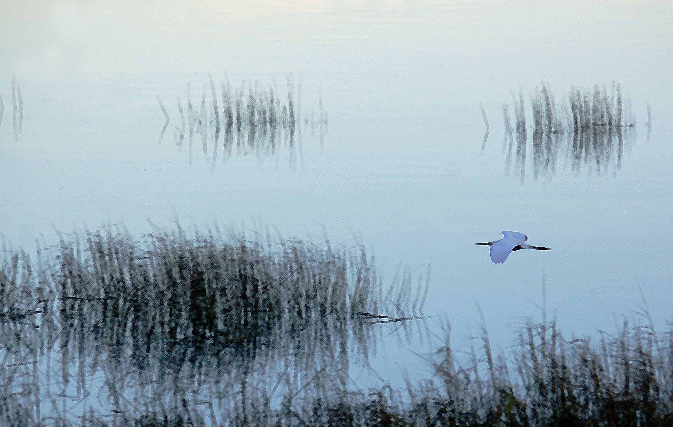 A quiet morning in the Lowlands.