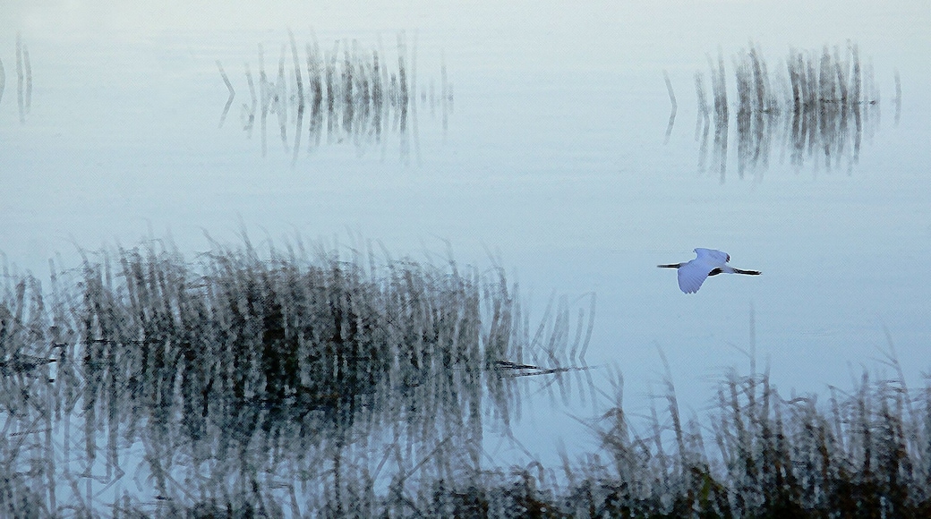 A quiet morning in the Lowlands.