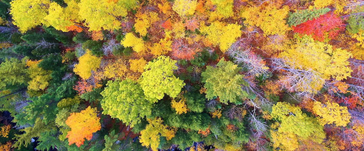 Aerial Top Down Autumn Foliage Tapestry in L'Anse Township Forest