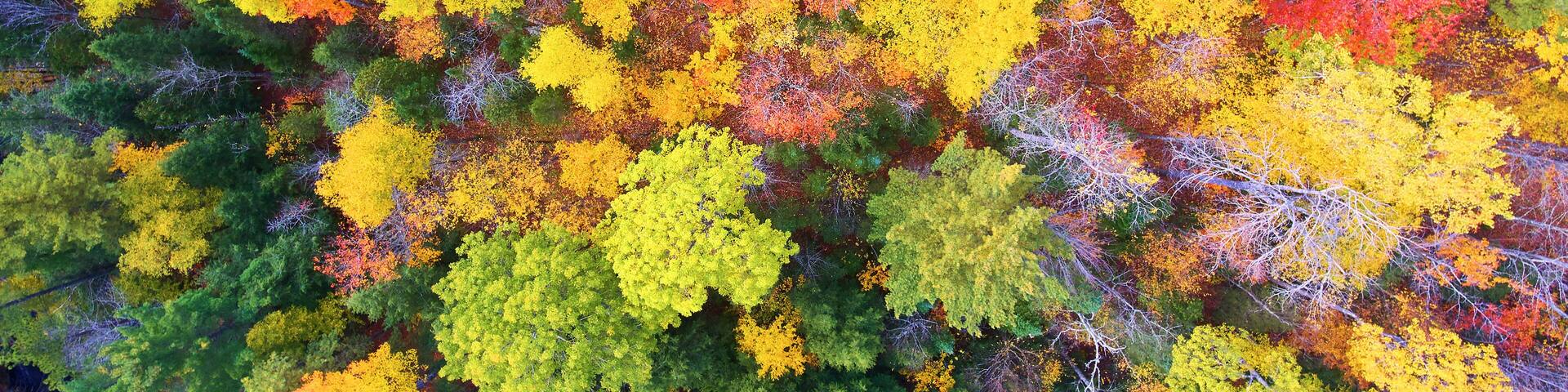 Aerial Top Down Autumn Foliage Tapestry in L'Anse Township Forest