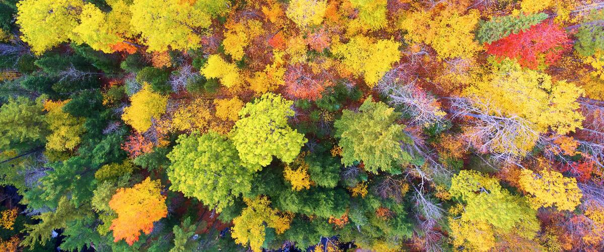 A dense forest with a variety of trees displaying autumn colors.