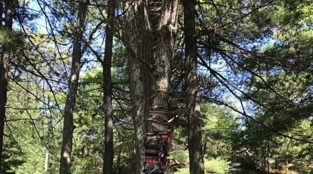 An almost- hidden dog memorial.