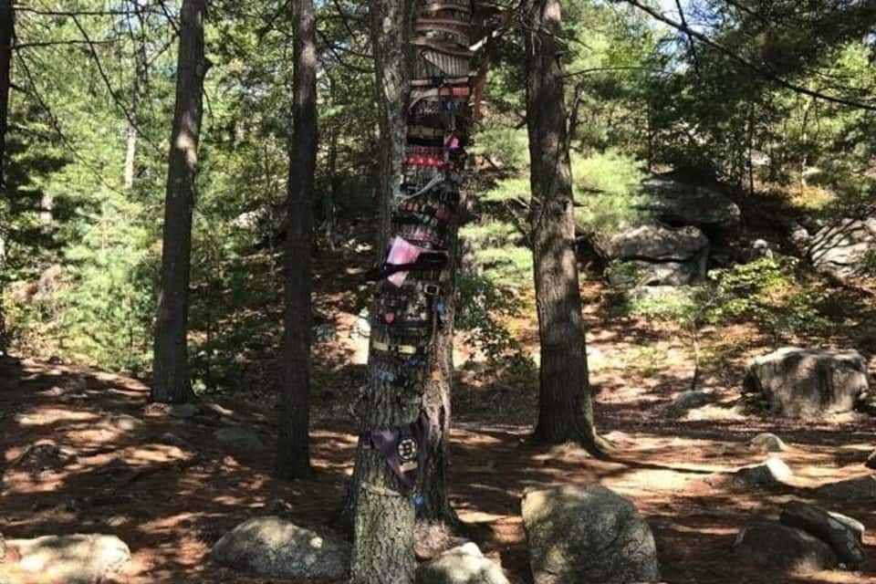 Un bosque con un árbol decorado con cintas y etiquetas de colores.