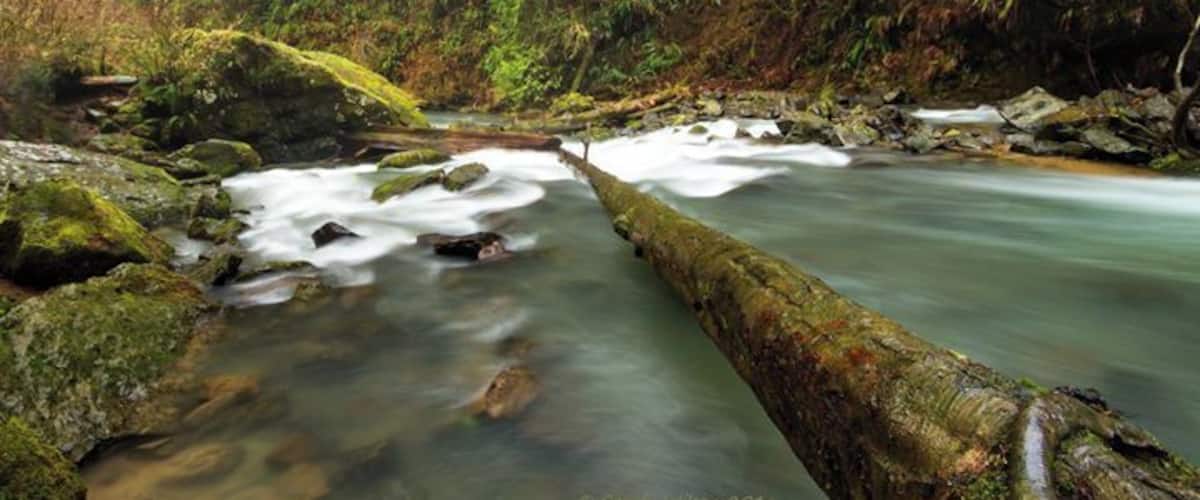 Drift Creek Falls, Siuslaw National Forest. What a pretty hike, it was so green and full of moss on the ground and hanging from the trees. The water was so green and this waterfall was throwing a lot of spray. Great 3 mile RT hike.
