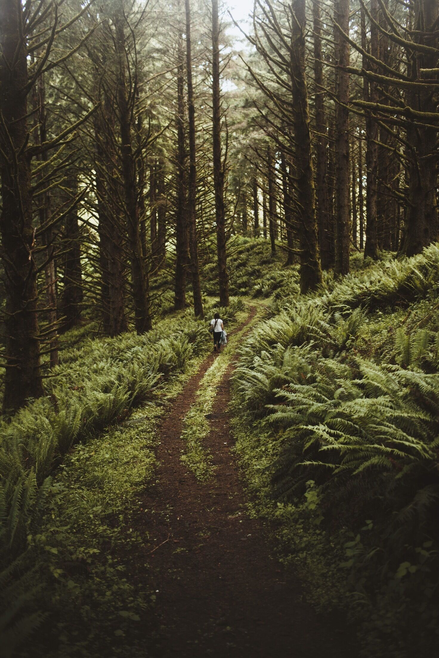 A forested path with dense ferns and tall trees.