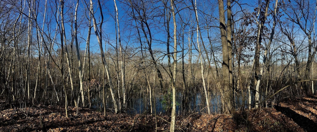 A dense forest with tall, leafless trees and a clear blue sky.