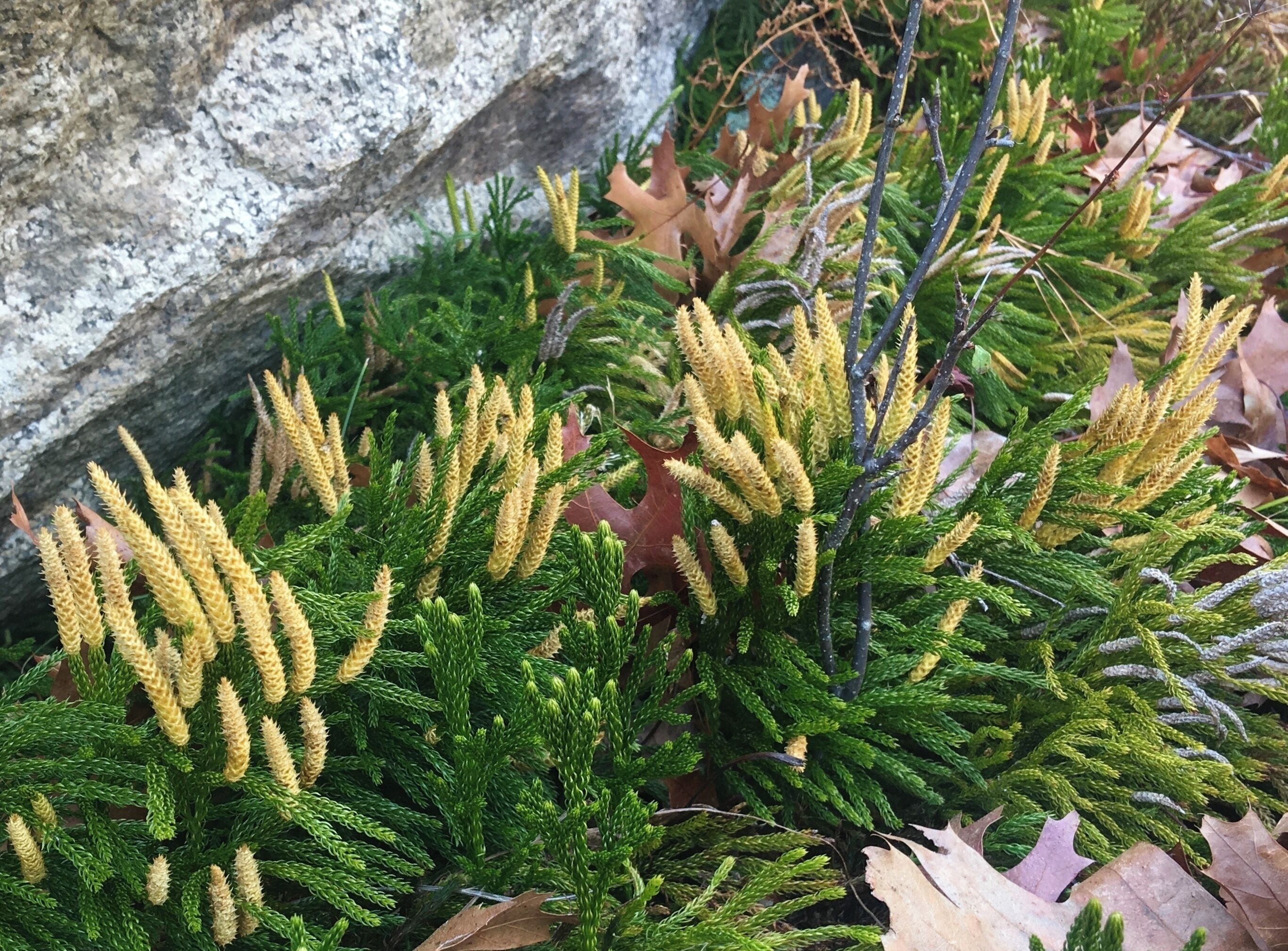 Flower like plants

#hiking