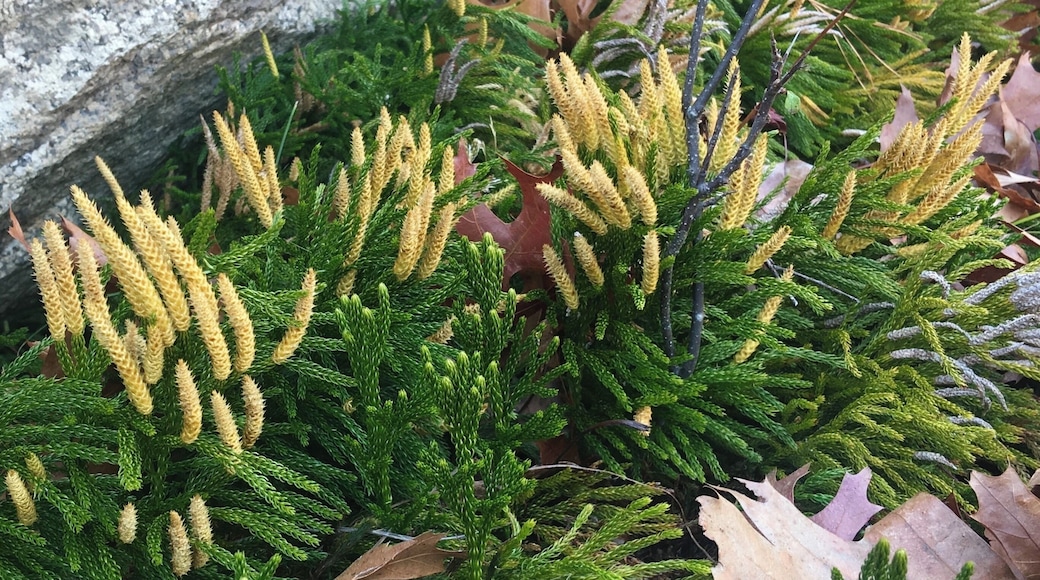 Flower like plants
#hiking