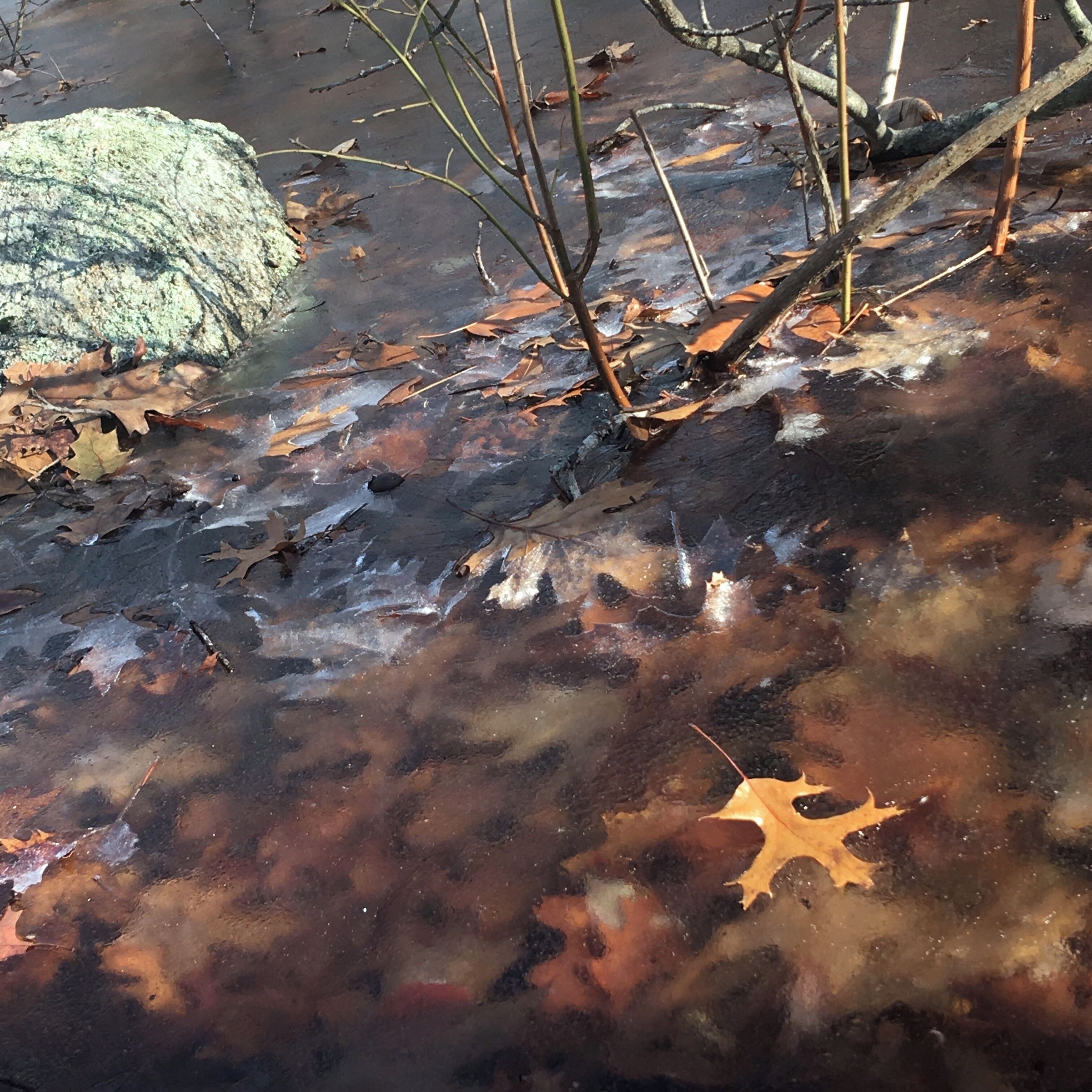 Iced leaves

#hiking