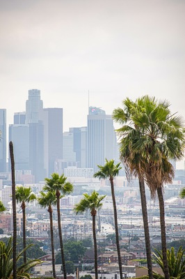 View of Los Angeles, CA with palm trees and moody sky