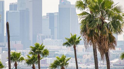 View of Los Angeles, CA with palm trees and moody sky