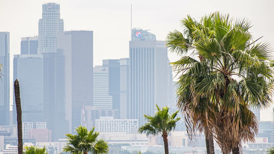 A city skyline with tall buildings and palm trees in the foreground.
