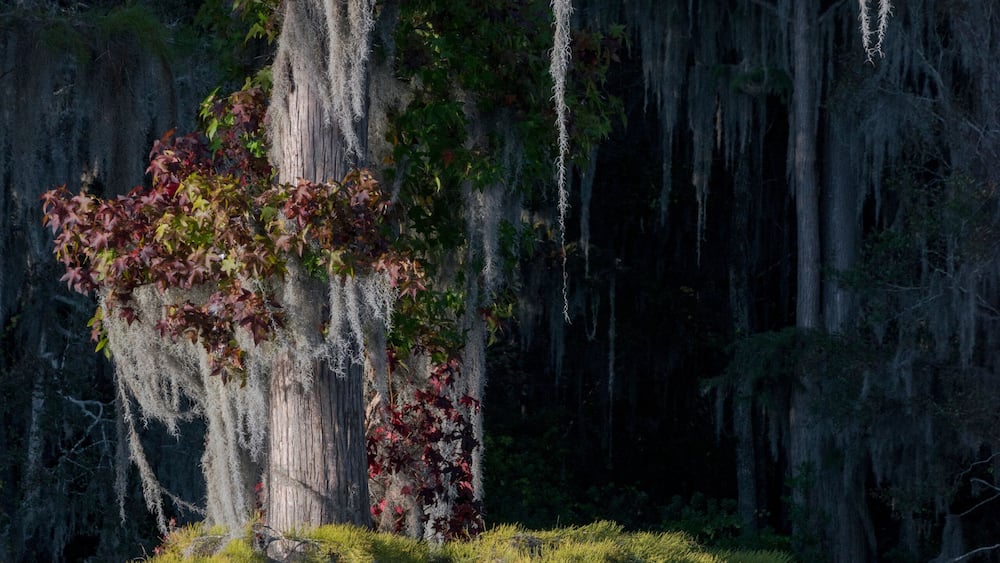 Usa, Florida, Pond cyprus (Taxodium ascendens) and Spanish Moss (Tillandsia usneoides) in swamp.