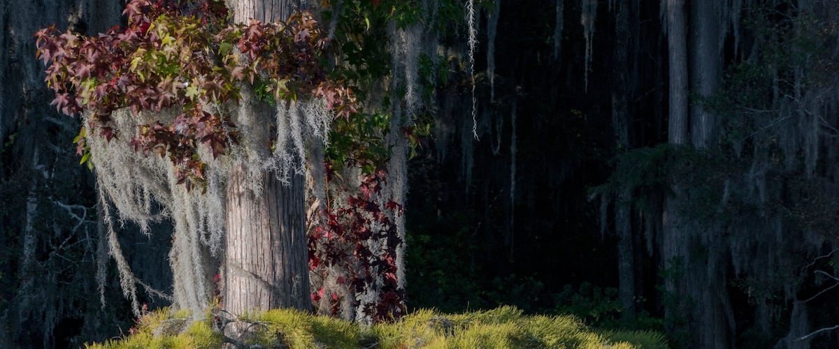 Usa, Florida, Pond cyprus (Taxodium ascendens) and Spanish Moss (Tillandsia usneoides) in swamp.