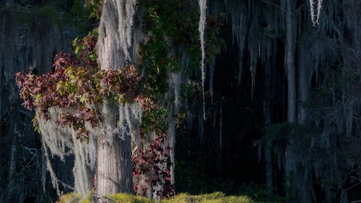 Usa, Florida, Pond cyprus (Taxodium ascendens) and Spanish Moss (Tillandsia usneoides) in swamp.