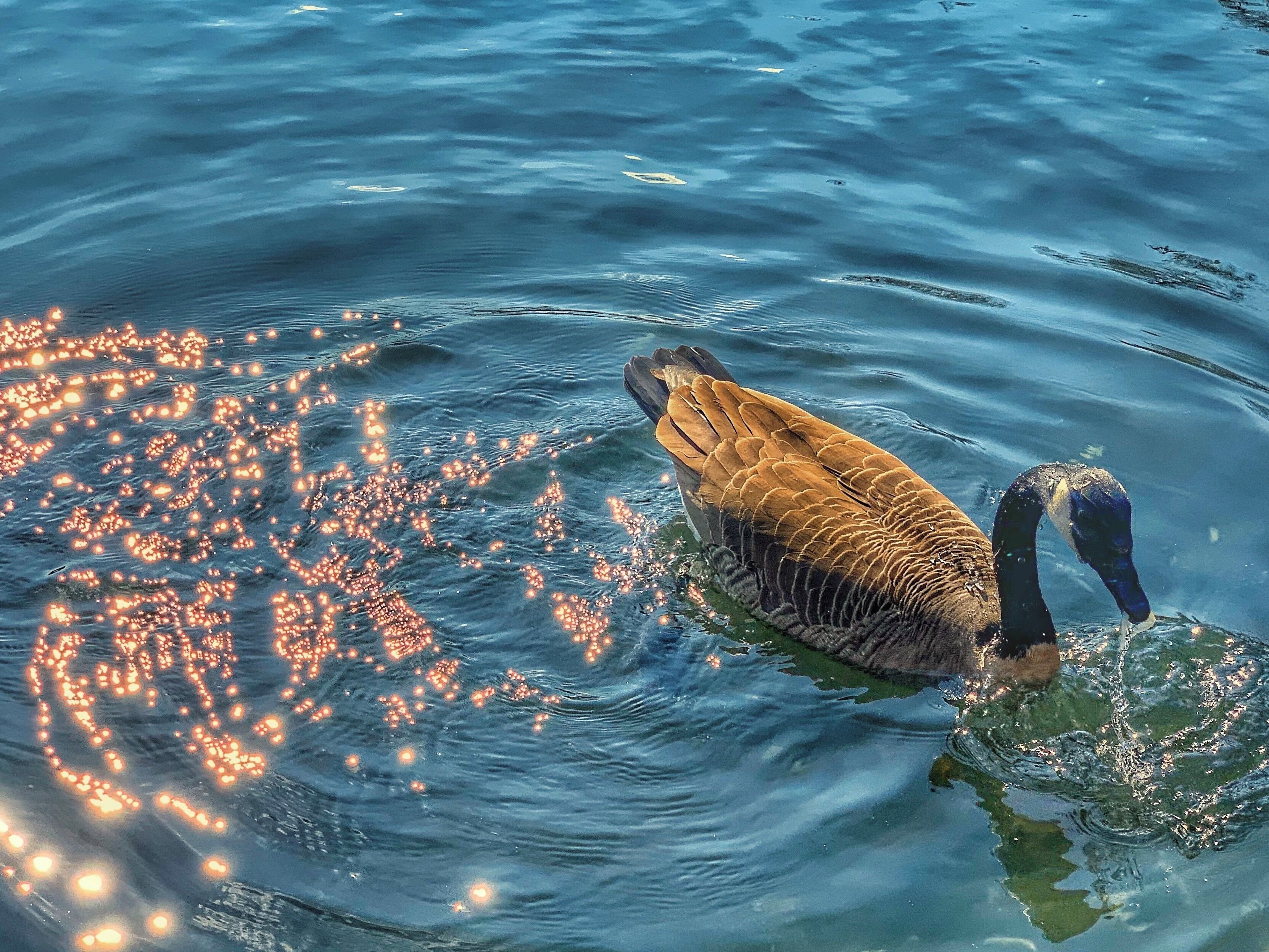 Relaxing and enjoying itself in the cold water