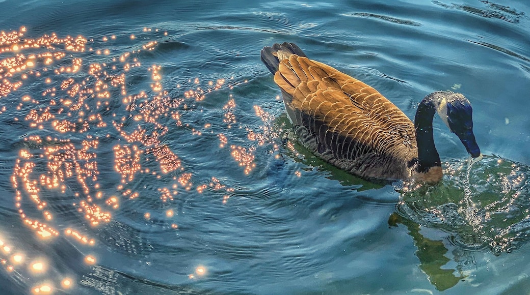 Relaxing and enjoying itself in the cold water