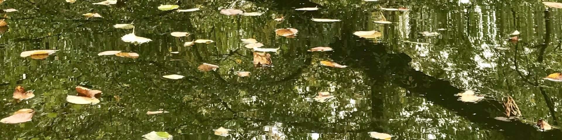 Creek of the river #kayak