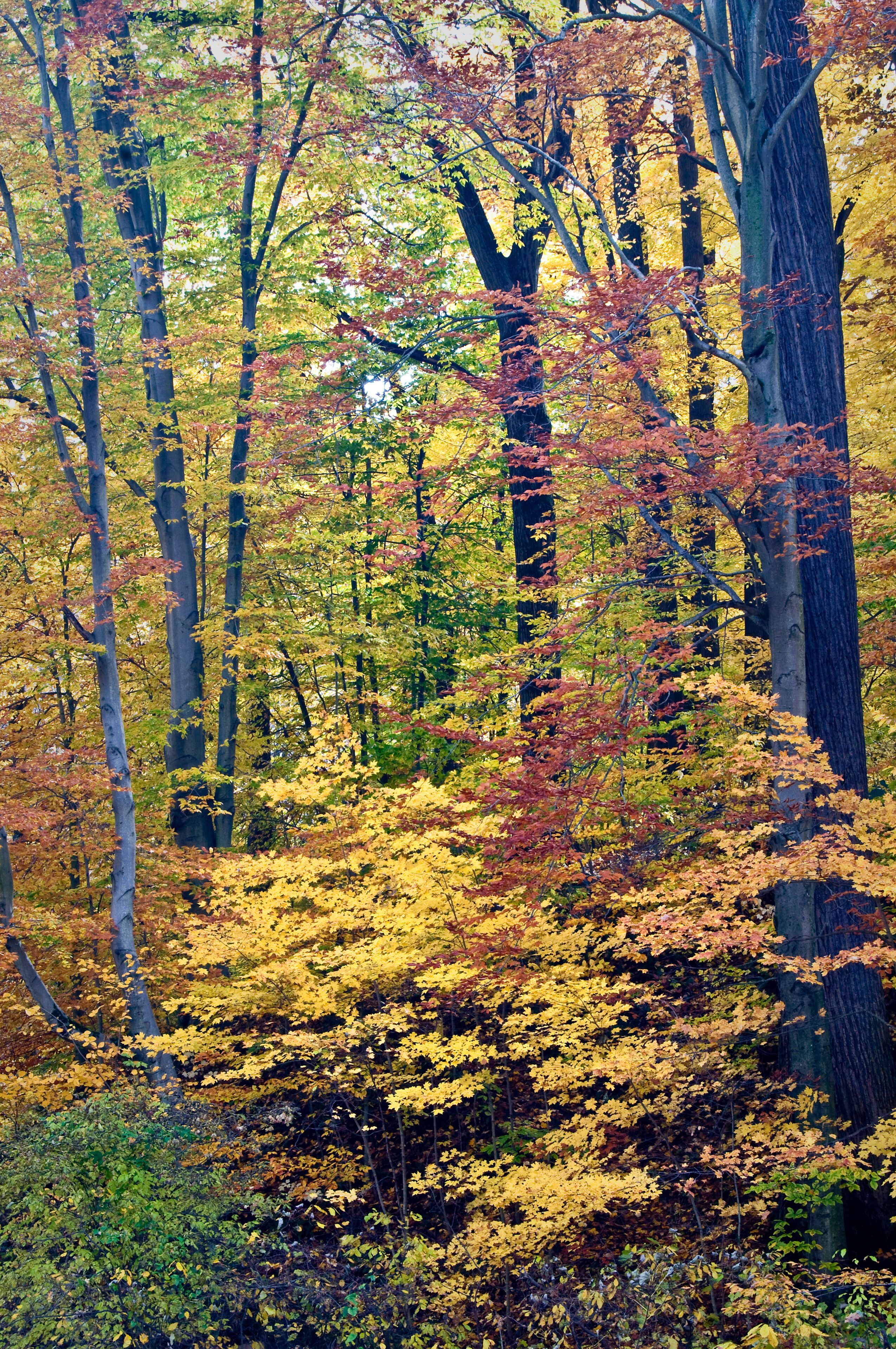 Maple and beech trees in peak fall color at Warren Woods State Park, Michigan.
