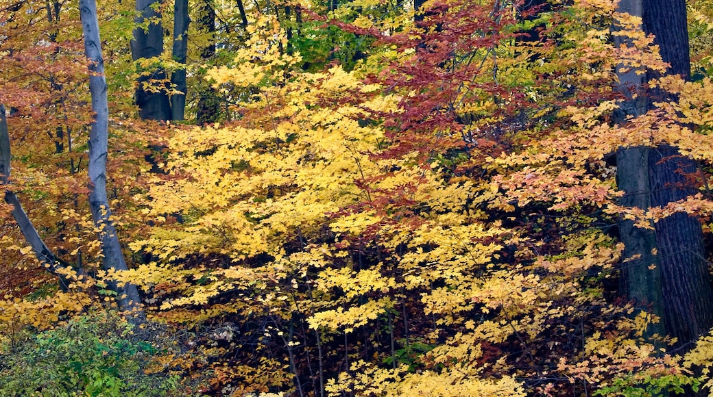Maple and beech trees in peak fall color at Warren Woods State Park, Michigan.