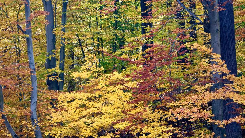 A forest with autumn-colored trees.