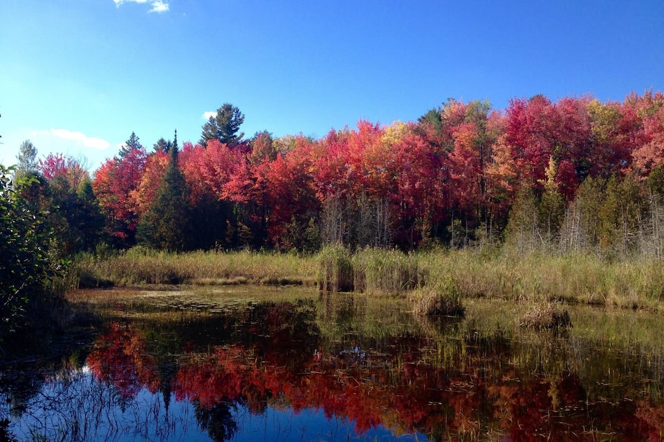 A calm lake reflecting colorful autumn foliage, surrounded by dense trees and a clear blue sky.