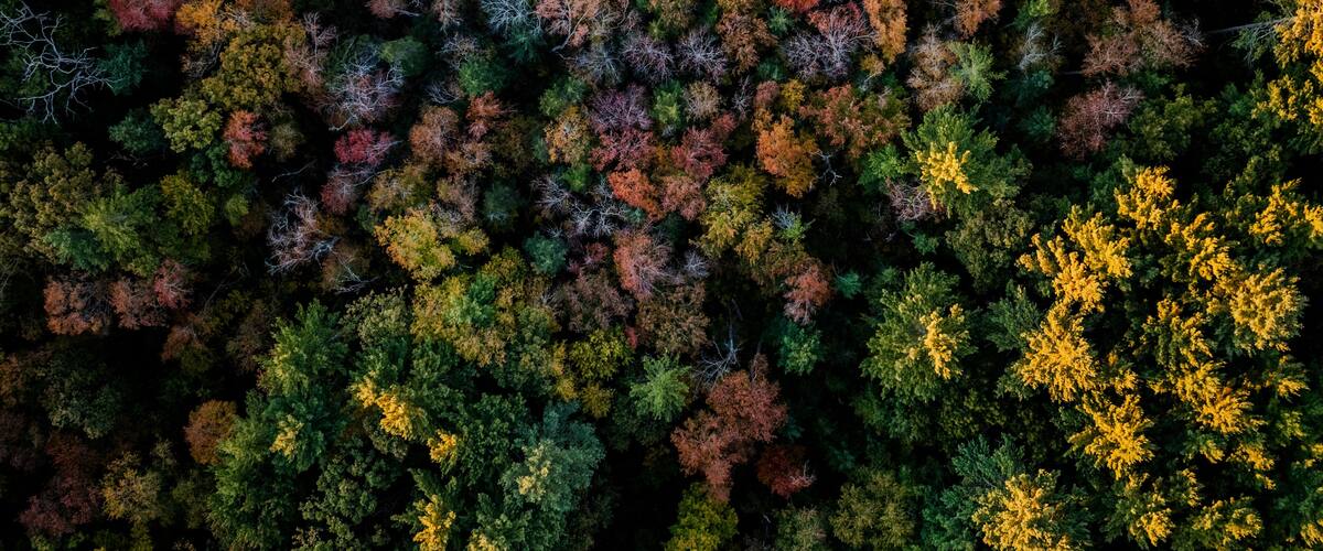Aerial view of vibrant autumn foliage and lush trees in a serene woodland, Mansfield, United States.