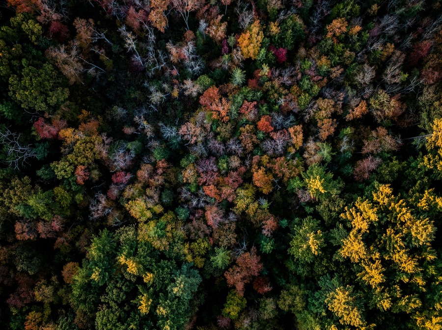 Aerial view of vibrant autumn foliage and lush trees in a serene woodland, Mansfield, United States.