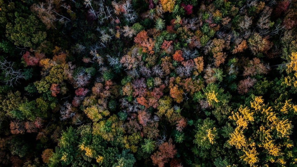 Aerial view of vibrant autumn foliage and lush trees in a serene woodland, Mansfield, United States.
