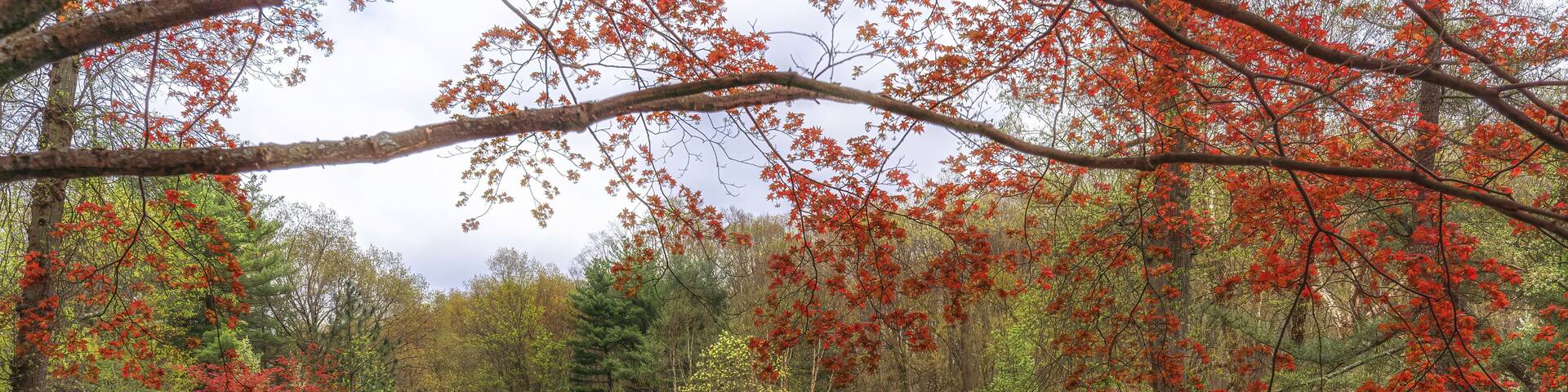 Wickham Park Connecticut in the Spring