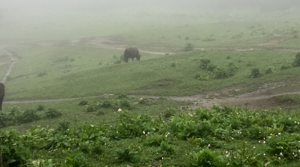 Trekking to Everest base camp