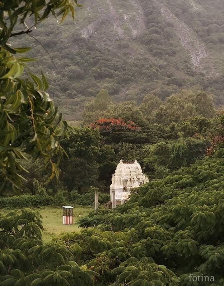 Who is searching for a quiet place for ayurvedic treatment in the nature among with wild elephants,  then you should experience this magical place 

