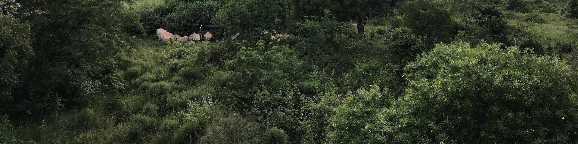 Rejuvenation at the foothills of the Western Ghats, Coimbatore, India. Cool temperatures of 20 degrees C and fresh air filtered by neem and gum trees in the vicinity.
#MyBackyard #avp #ayurvedahospital #westernghats #coimbatore #tamilnadu #india
