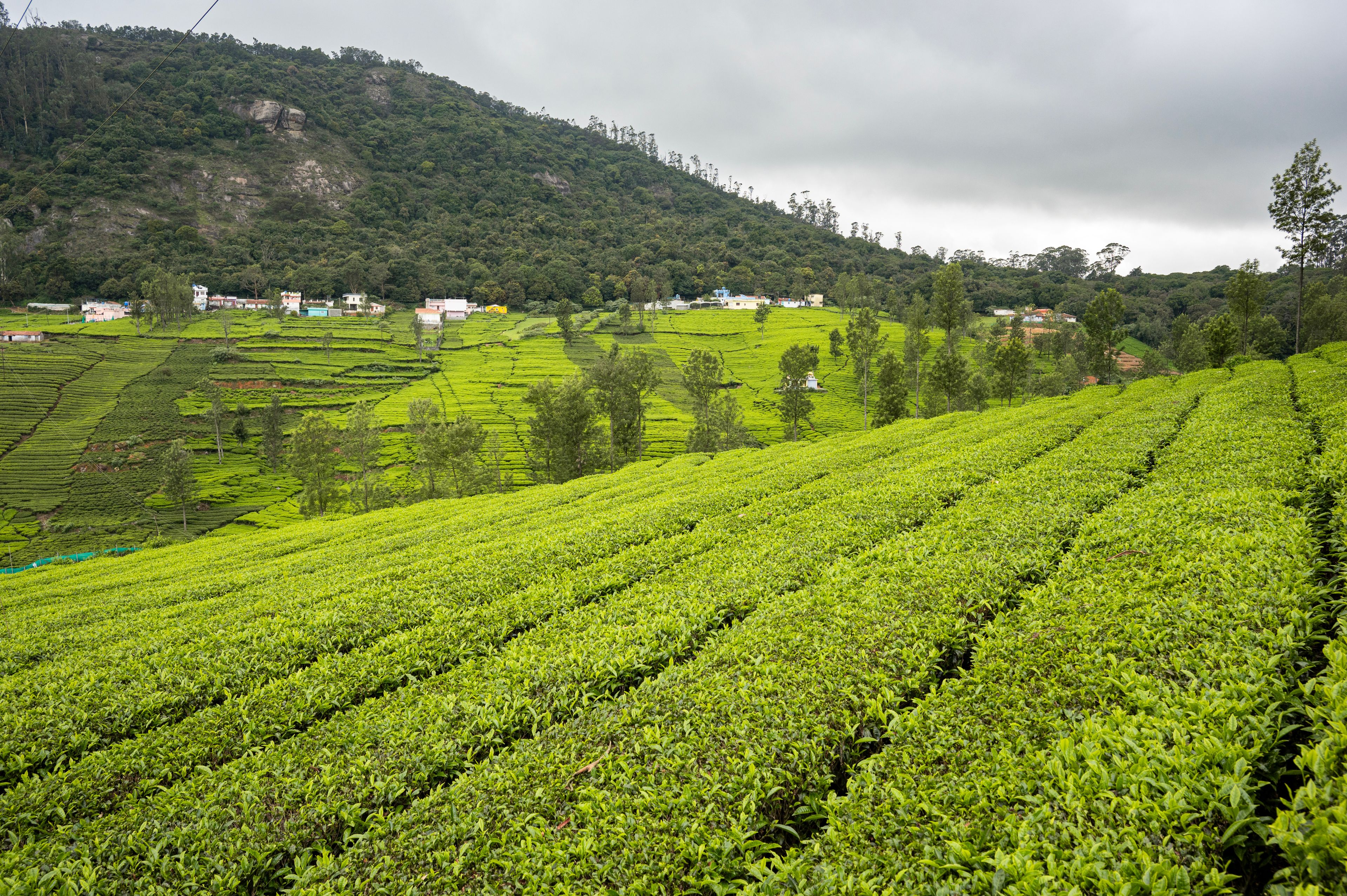 Terrace tea plantations at Perar near Ooty, Nilgiris, with lush green fields in the foreground, pine trees behind, and distant hills forming a scenic South Indian hill landscape.