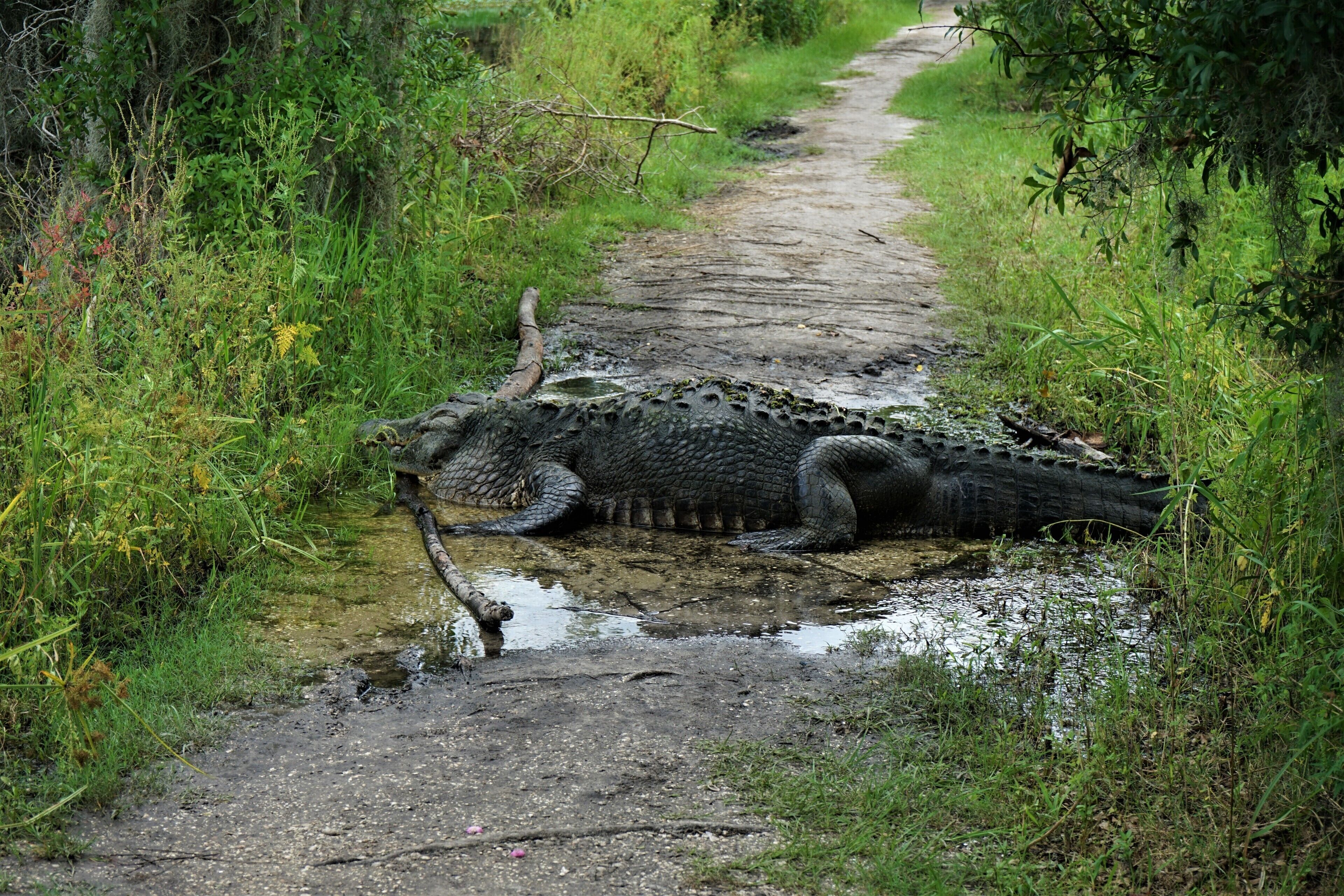 This place is famous for its huge gators.  I've been there several times and have always seen some.  This guy, however, is an exceptionally large dude.  I cut my hike short and let him sit in the sun.