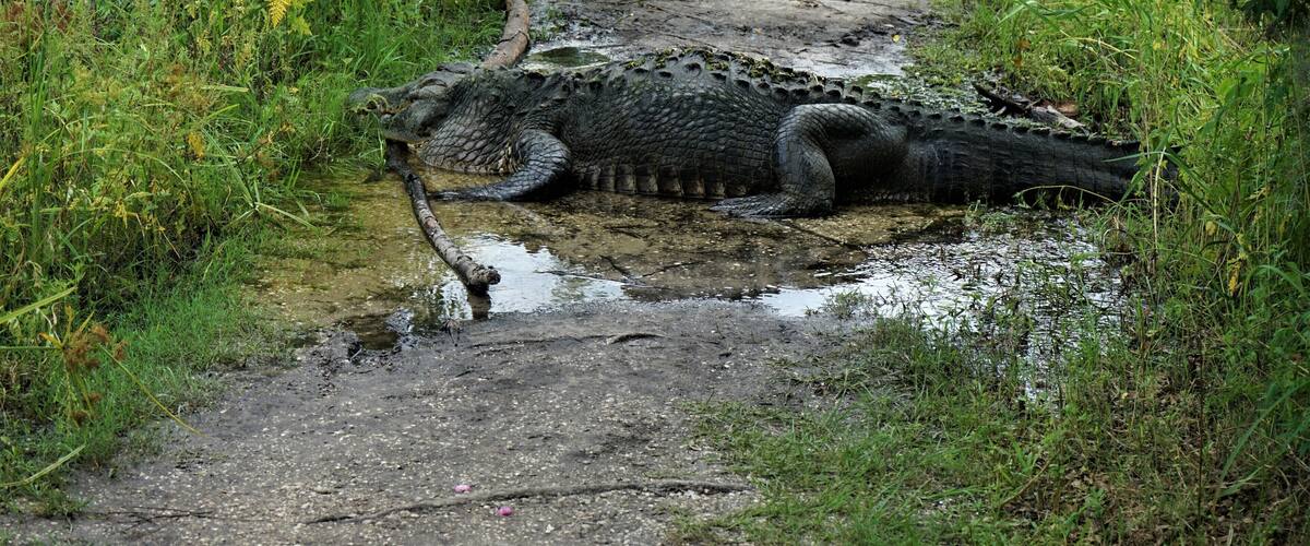 This place is famous for its huge gators. I've been there several times and have always seen some. This guy, however, is an exceptionally large dude. I cut my hike short and let him sit in the sun.