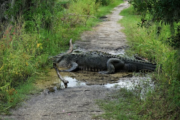 This place is famous for its huge gators. I've been there several times and have always seen some. This guy, however, is an exceptionally large dude. I cut my hike short and let him sit in the sun.