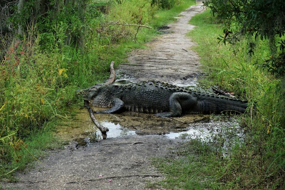 Un crocodile est allongé sur un chemin boueux, entouré de végétation.