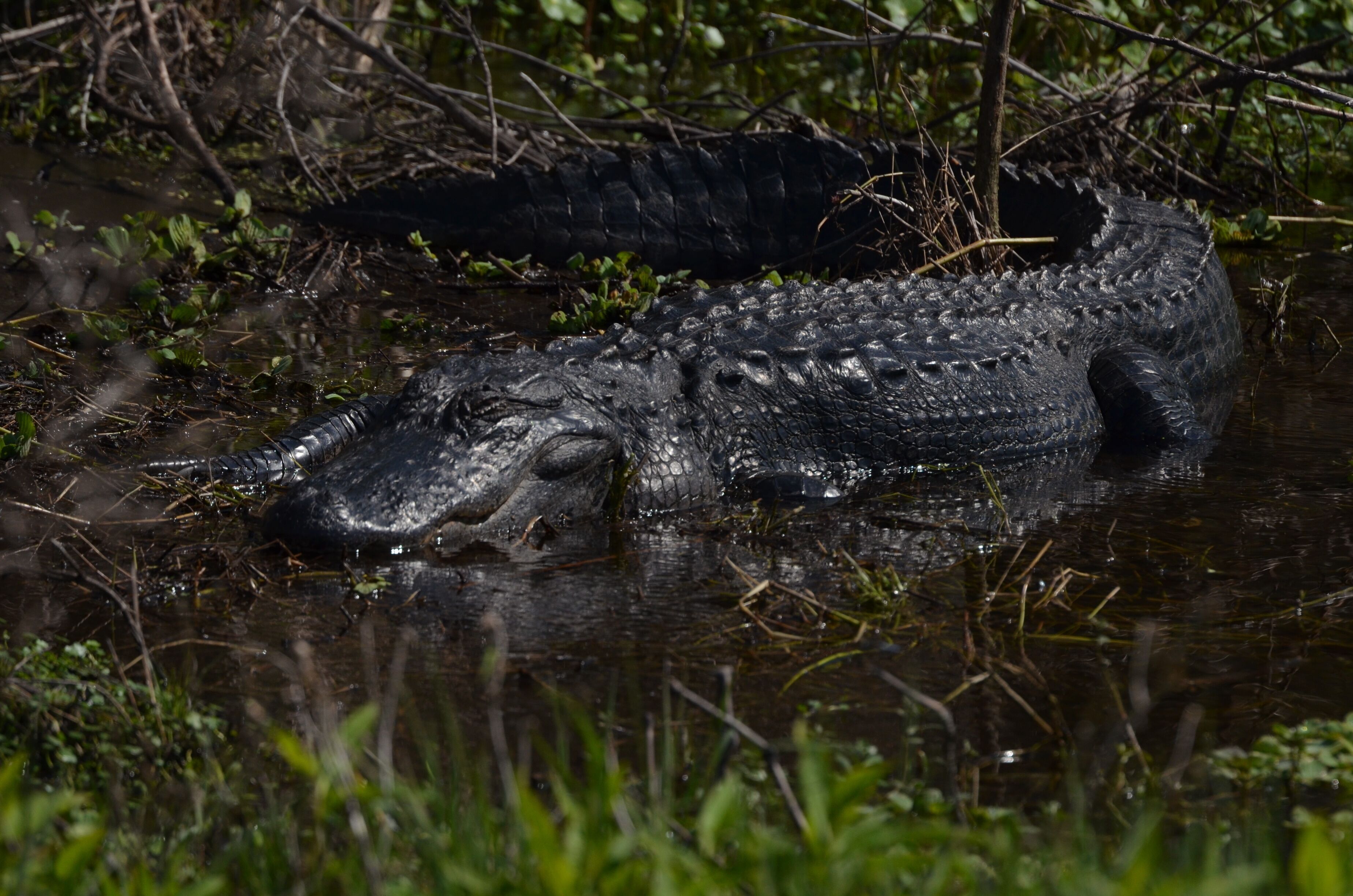 ...and, yes, there were alligators in all sizes from babies upwards.  This was the largest I came across.  I'm guessing he would be classed as large.
