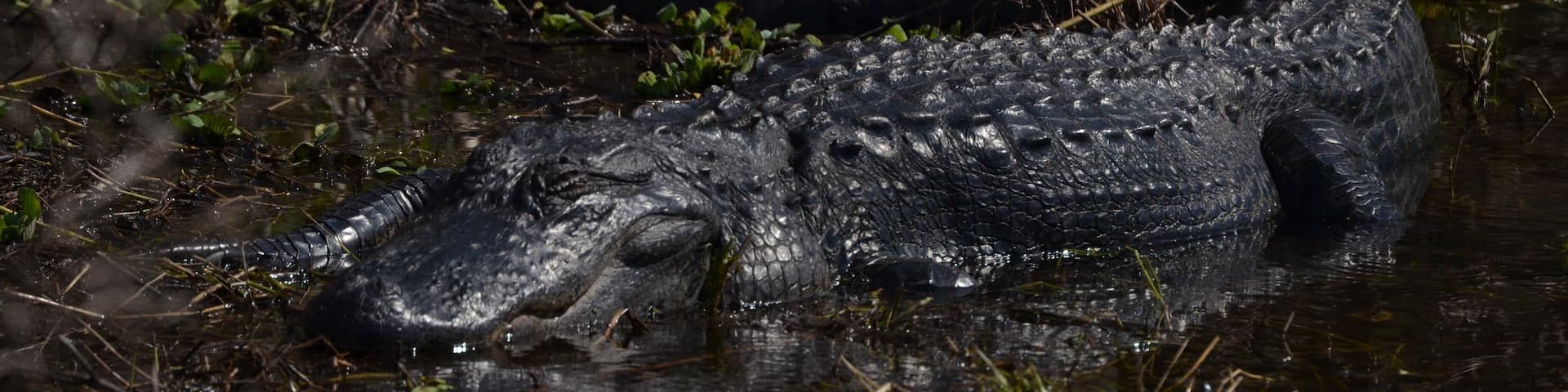 Un caimán parcialmente sumergido en el agua, con vegetación circundante.