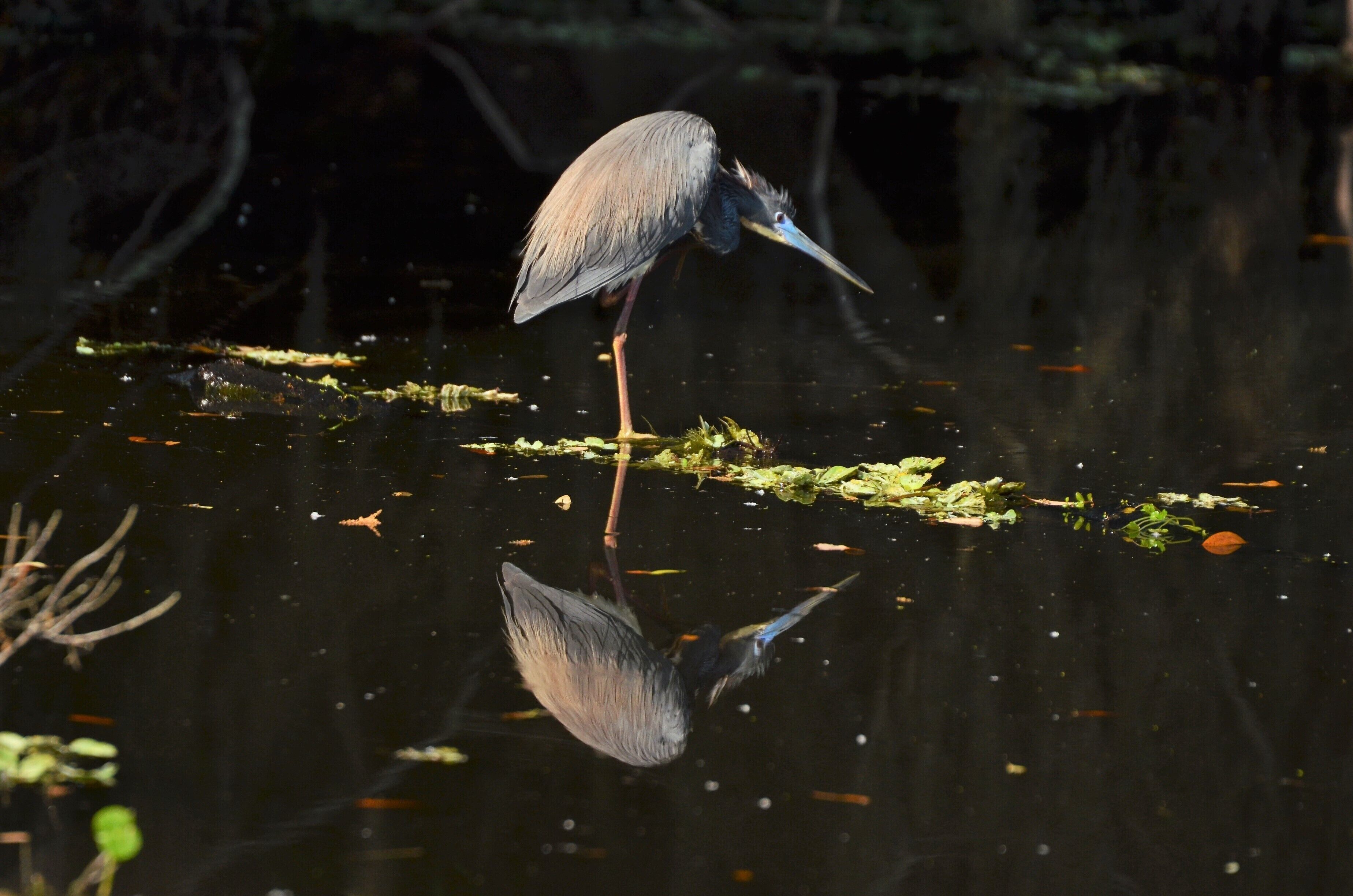 I'd researched Florida looking for places to photograph and somewhere along the way this one popped up as a place to view wildlife.
I'm so pleased I did.  I shot everything from dragonflies to alligators and saw many birds I'd never heard of before, llike this triple coloured heron.  It's free and you can't get lost and, when I was there, it was free of children.
The trails are simple to follow and, if you're interested in wildlife, you could easily spend 3-5 hours here.