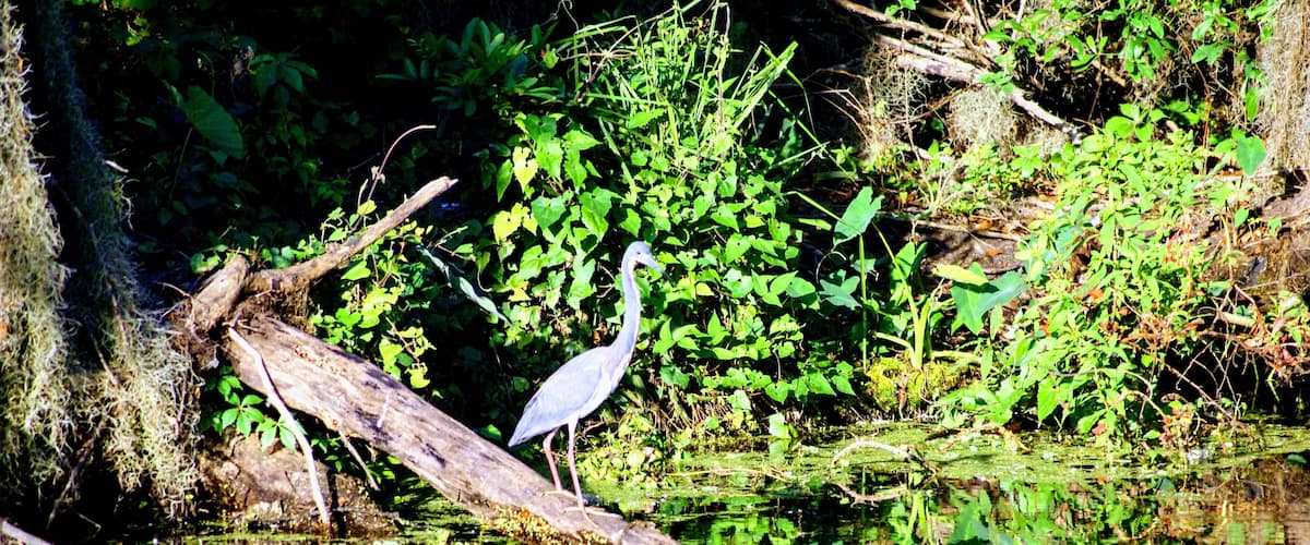 Heron during a morning walk at circle b bar reserve
#trovember