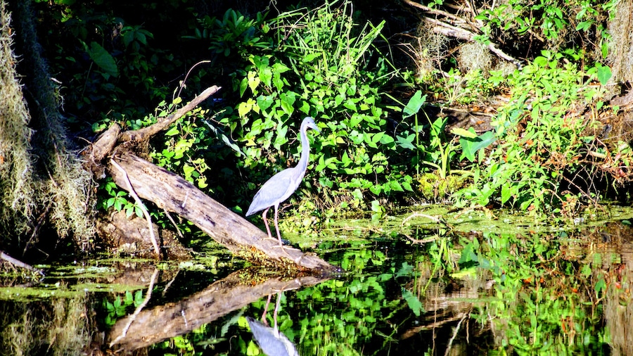Heron during a morning walk at circle b bar reserve
#trovember