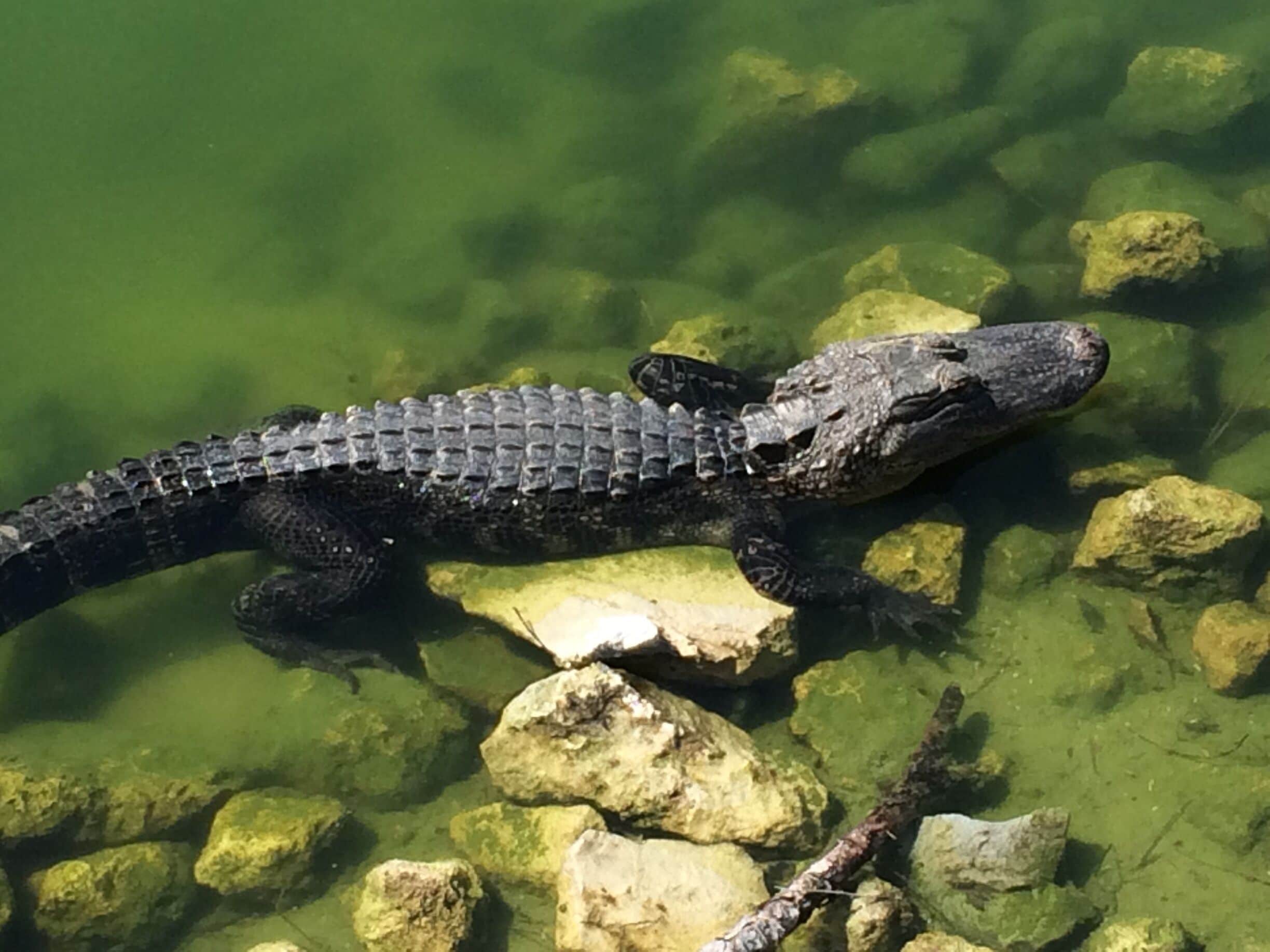 Have to include an alligator pic taken in Florida (on a golf course)!
(February 2016)