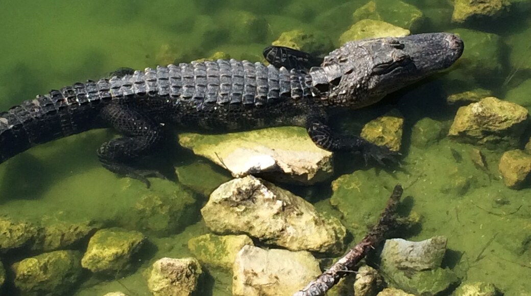 Have to include an alligator pic taken in Florida (on a golf course)!
(February 2016)