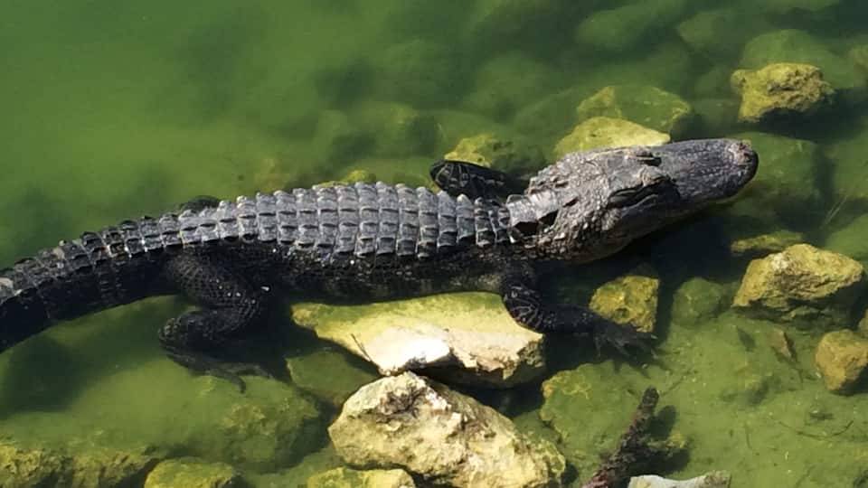 Have to include an alligator pic taken in Florida (on a golf course)!
(February 2016)
