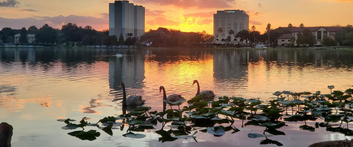 A sunset over a lake with swans, lotus plants, and buildings in the background.