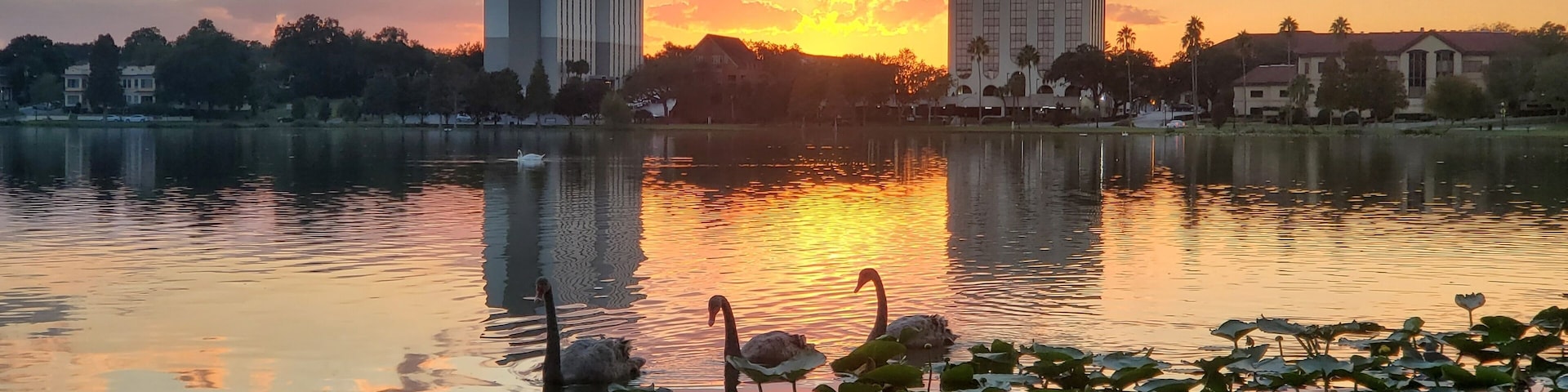 A sunset over a lake with swans, lotus plants, and buildings in the background.