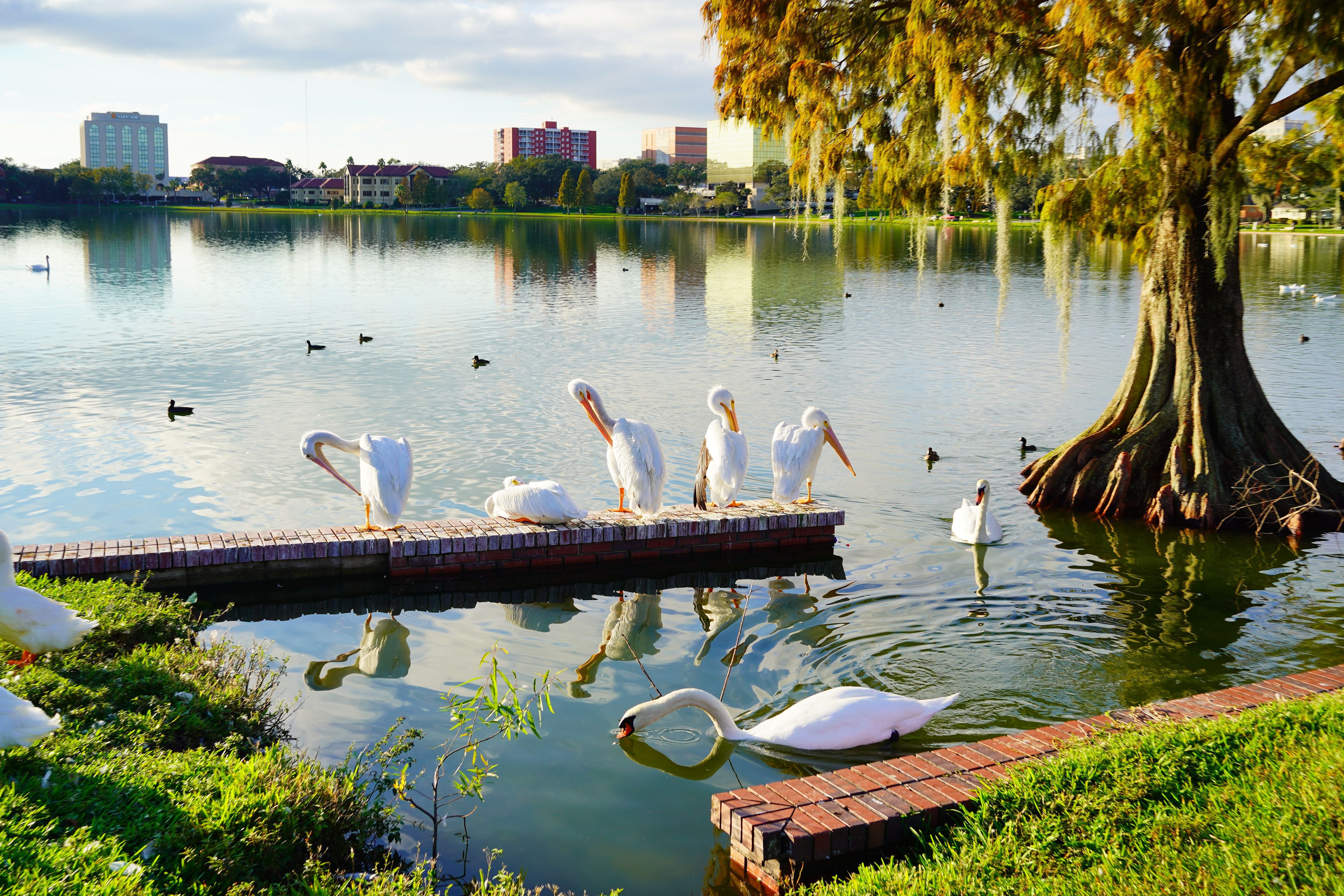 Landscape of lake Morton in city center of lakeland Florida