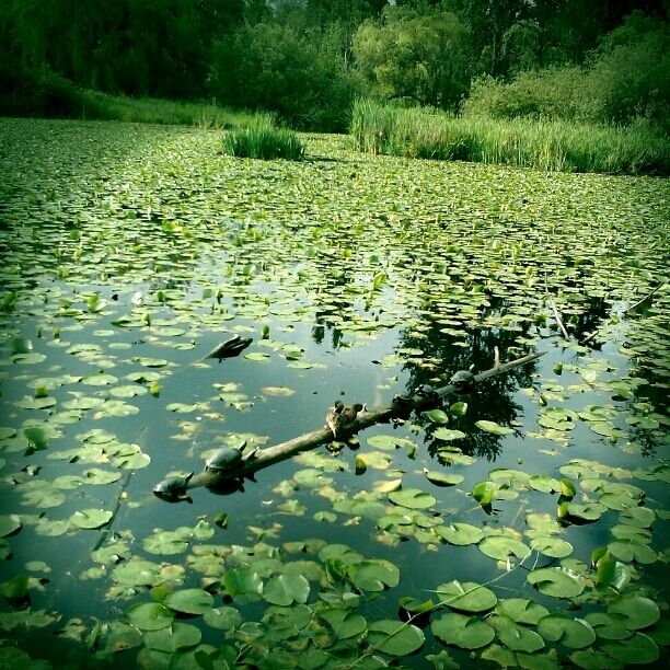 Turtles and duckies lounging on a log